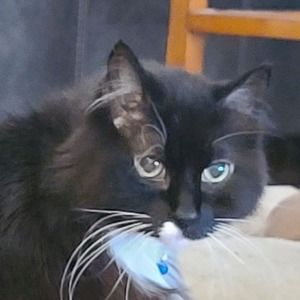 Meet your Posher, Meshuga